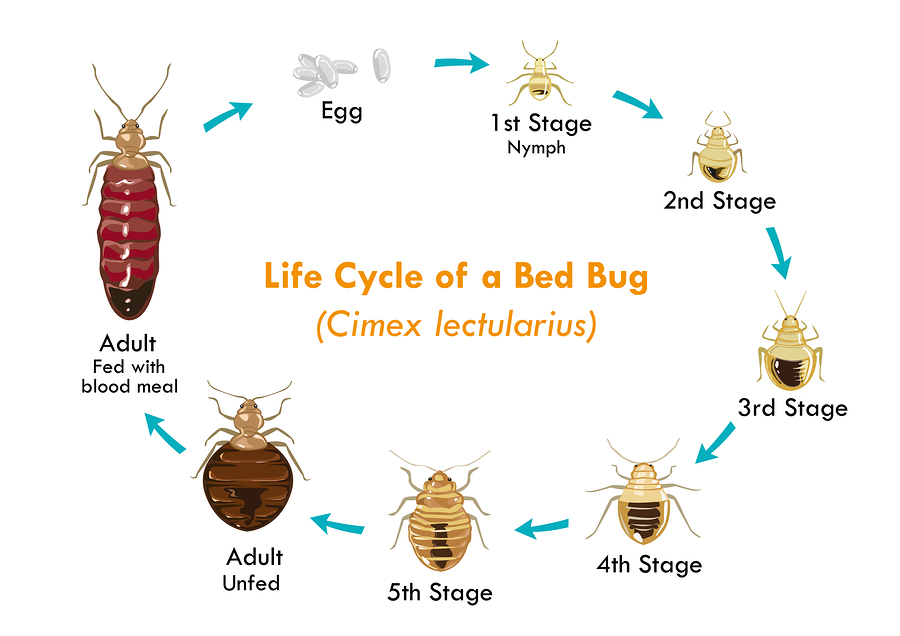 Bed Bug Habitat & Lifestyle | Bed Bugs Dead Bugs