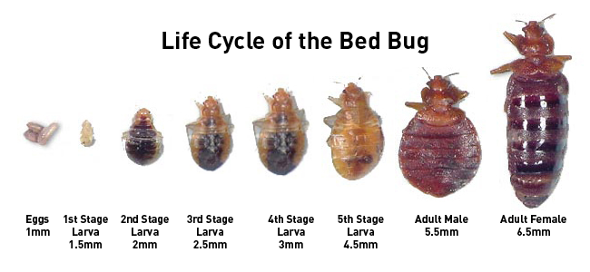 Bed Bug Bites Pictures and Photo of Bedbug Attacks