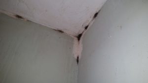 Bedbugs on Ceiling