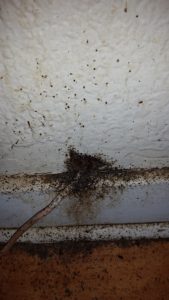 Bed Bugs on Cable