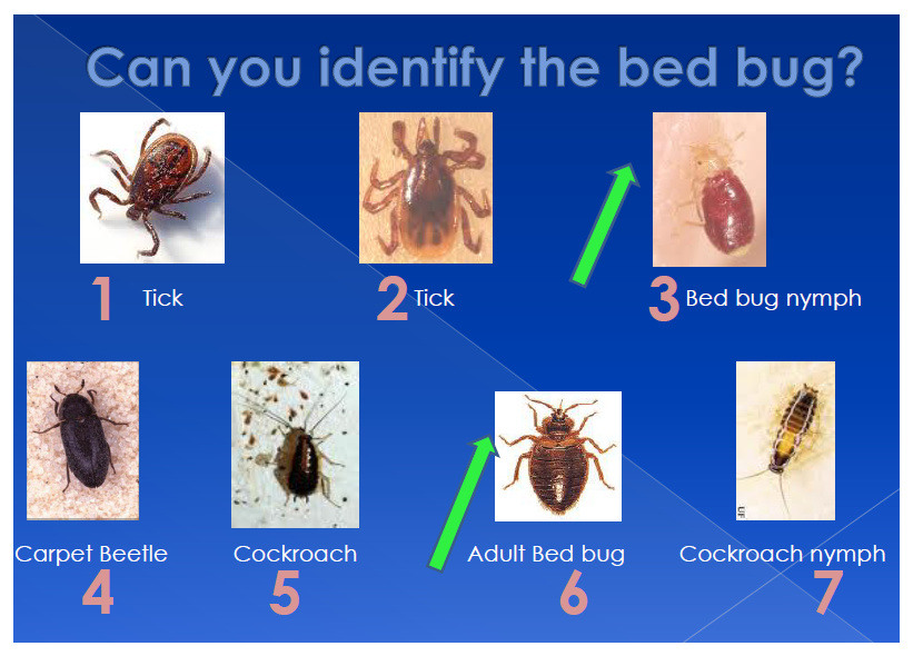 Can You Identify A Bed Bug Bed Bugs Dead Bugs 